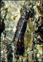 /album/galerie-photos/graoueres-p1-tourmaline-5318-mod2-jpg1/